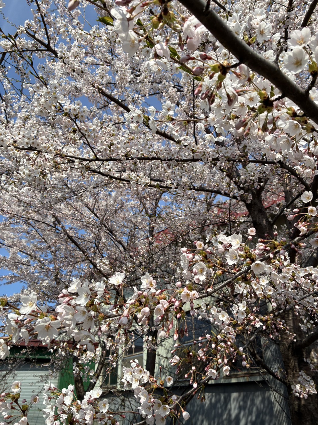 桜の写真1