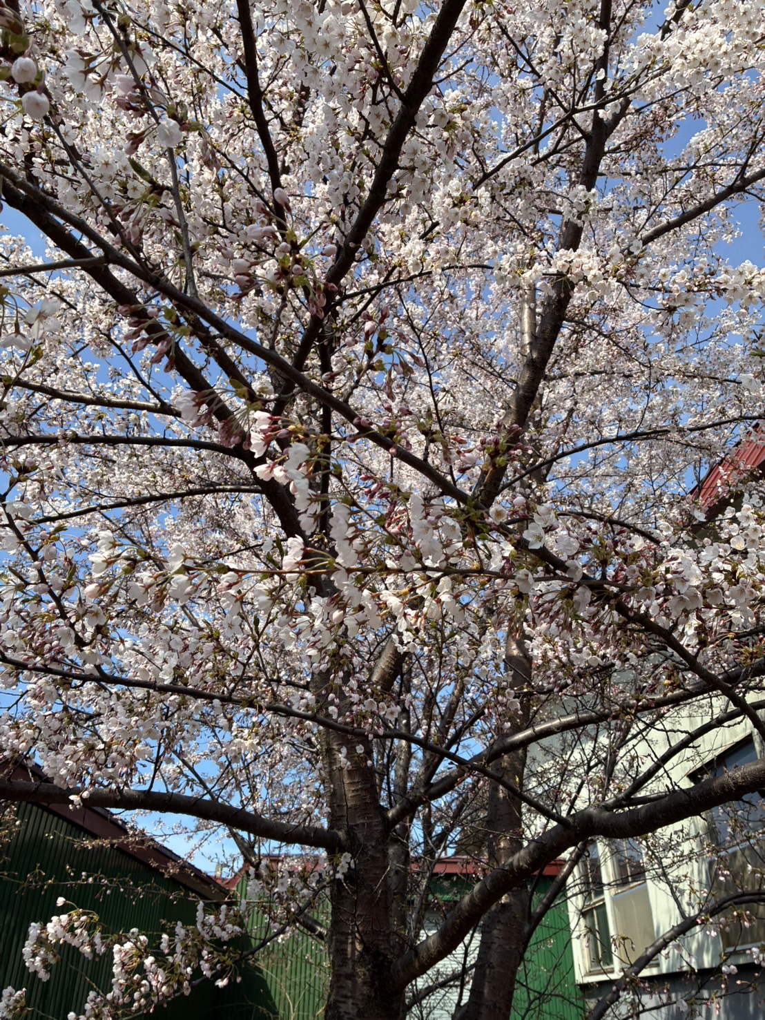 桜の写真2