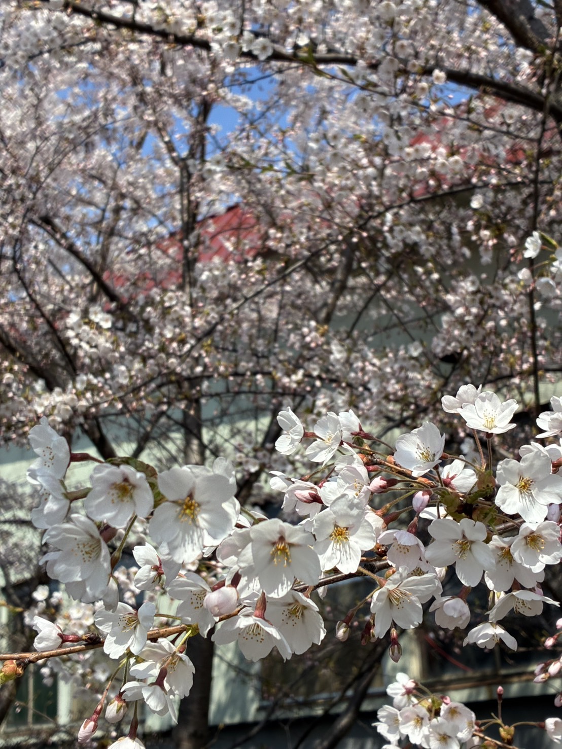 桜の写真3