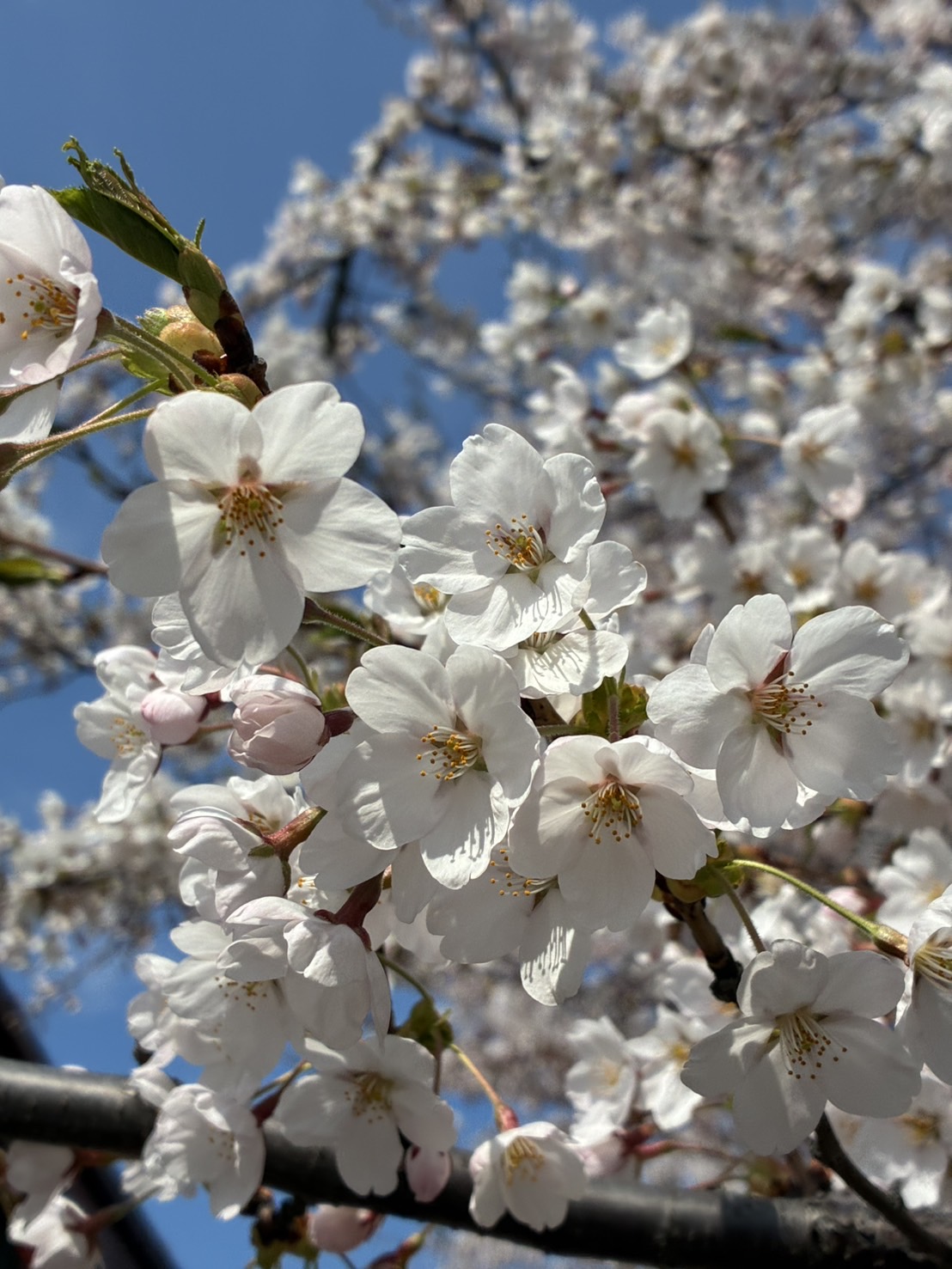桜の写真4